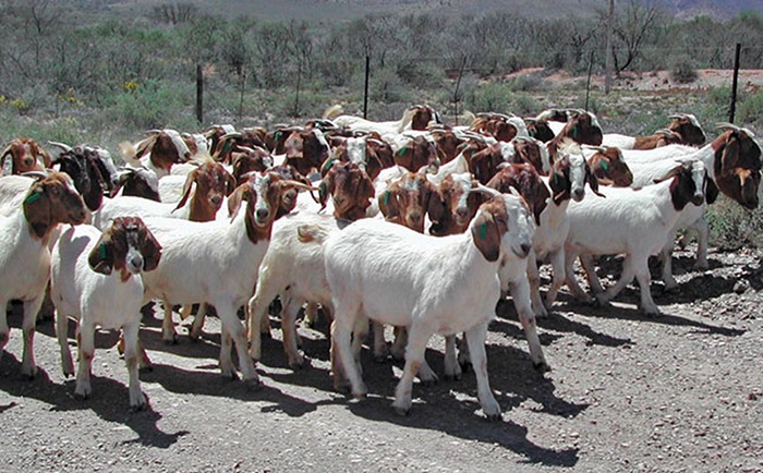 Goat farming in Zimbabwe