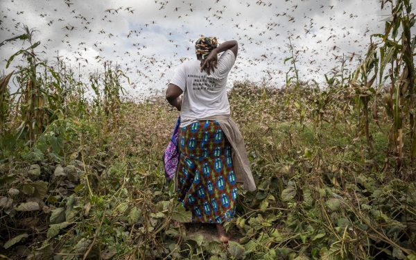 Artificial Intelligence Helping African Farmers in the Fight Against Locusts