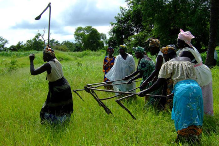Gambia launches US $30m rice value-chain development project