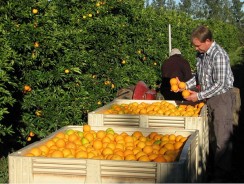 Ascendis Biosciences is proud sponsor of the 10th Citrus Research Symposium