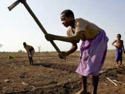 Climate change threaten Zimbabwe’s food security